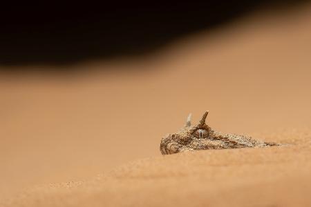 Sahara Horned Viper