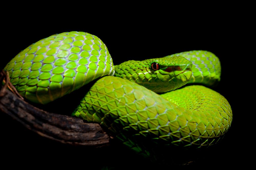 Trimeresurus popeiorum - Popes Pit Viper à Thor Hakonsen