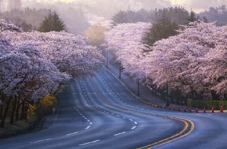 Cherry blossoms