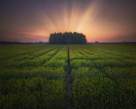 Sunset on barley farmland
