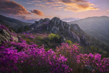 When azaleas bloom