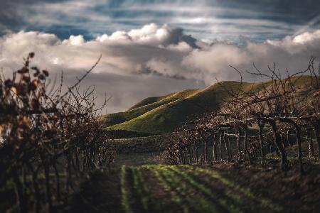 Dark Vineyards