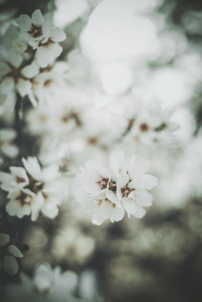 Almond Blossoms à Tim Mossholder