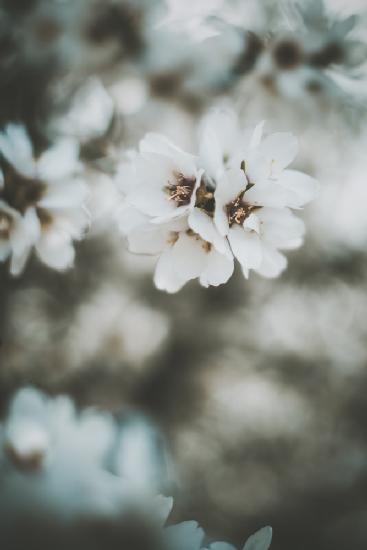 Almond Blossoms