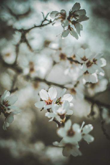 Almond Blossoms