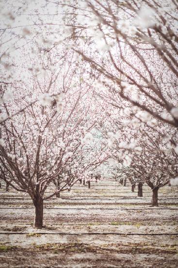 Almond Orchard