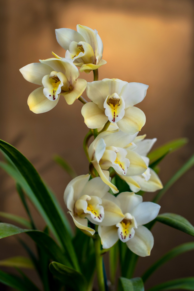 Orchids à Tim Mossholder