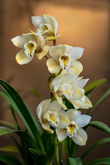 Orchids