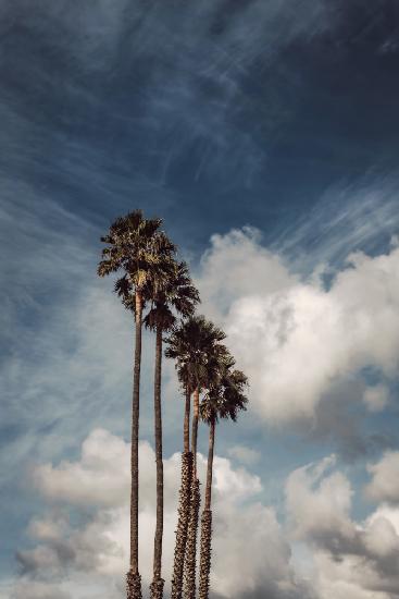 Palms and Clouds