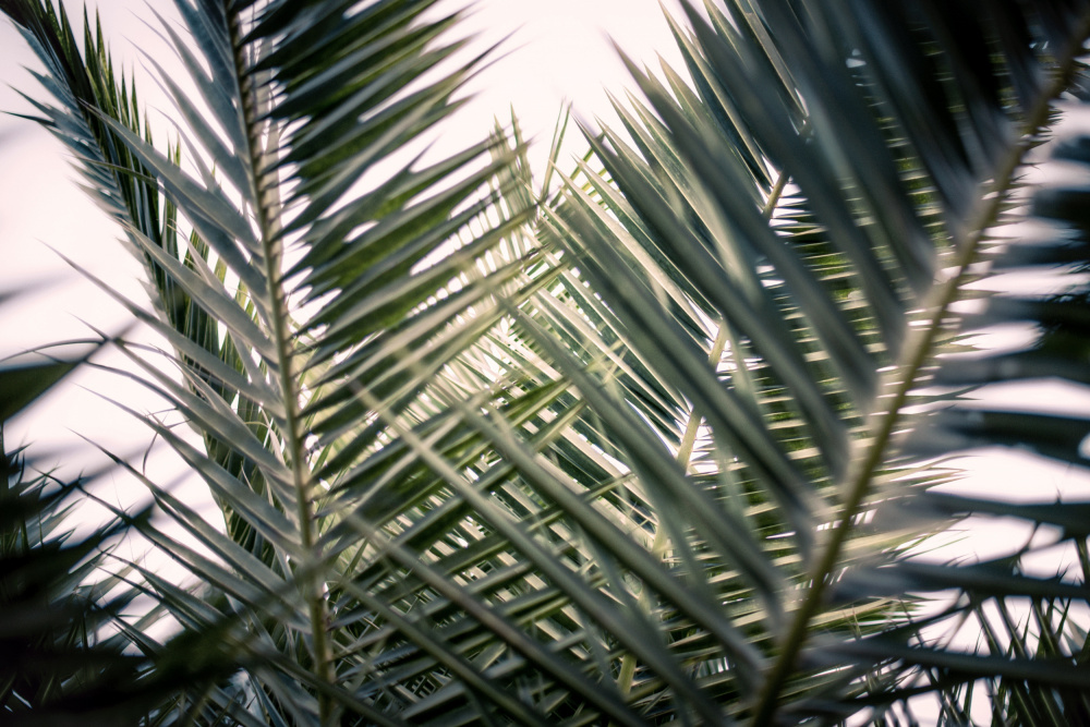 Palm Branches à Tim Mossholder