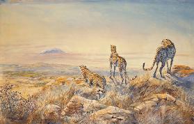 Cheetah with Kilimanjaro in the background, 1991 (w/c) 