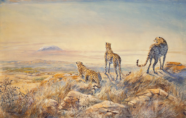 Cheetah with Kilimanjaro in the background, 1991 (w/c)  à Tim  Scott Bolton