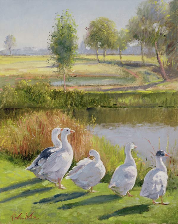 Gooseguard (oil on canvas)  à Timothy  Easton