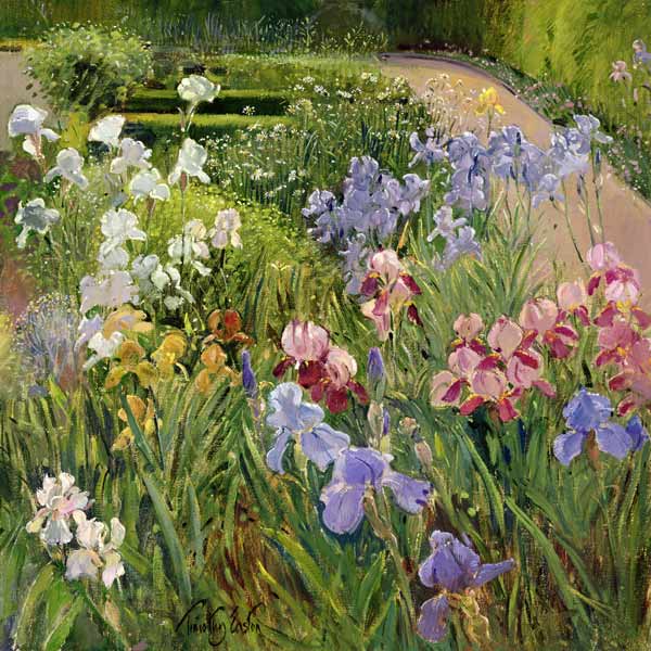Irises at Bedfield (oil on canvas)  à Timothy  Easton