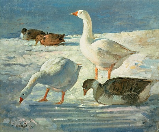 Geese and Mallards, 2000 (oil on canvas)  à Timothy  Easton