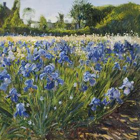 Above the Blue Irises (oil on canvas) 