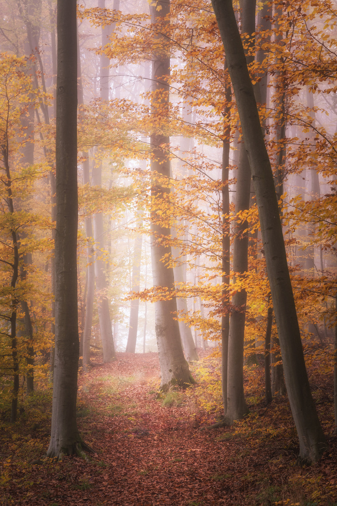 Autumn Woodland in Fog à Tobias Luxberg