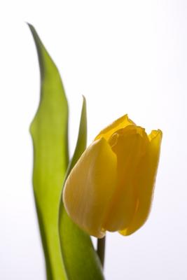 gelbe Tulpe à Tobias Ott