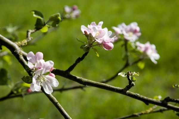 Apfelblüten im Frühling à Tobias Ott