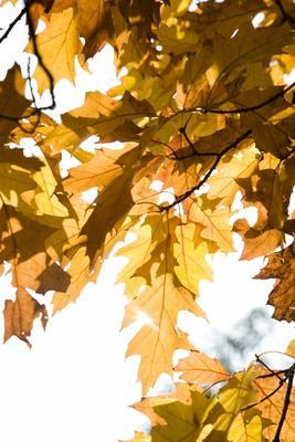 Eichenbaum mit bunten Blättern im Herbst