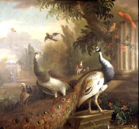 Peacock and Peahen with a Red Cardinal in a Classical Landscape à Tobias Stranover