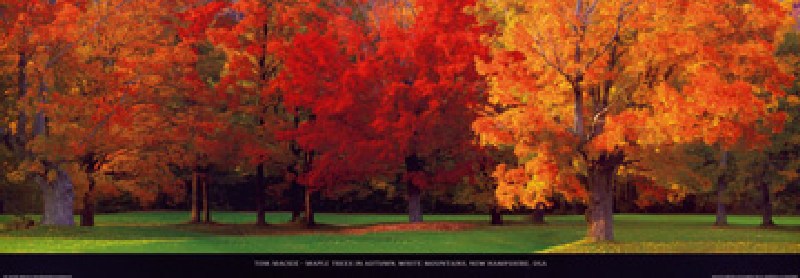 Maple Trees in Autumn à Tom Mackie