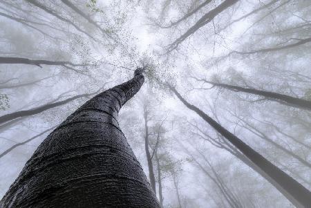 Beech forest