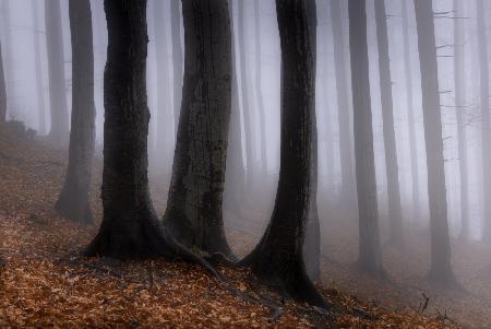In the misty forest