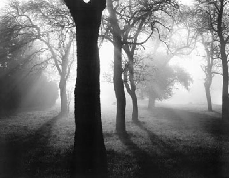 Bäume im Nebel I à Tom Weber