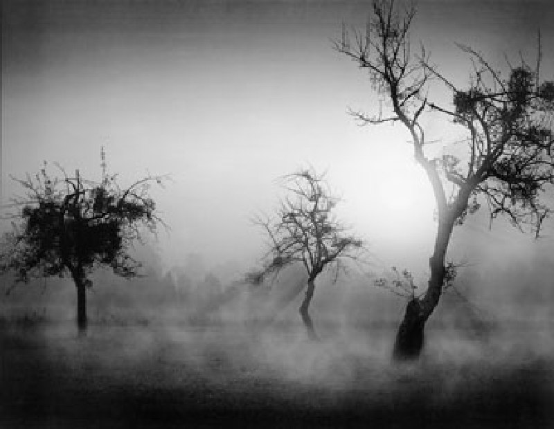 Bäume im Nebel II à Tom Weber