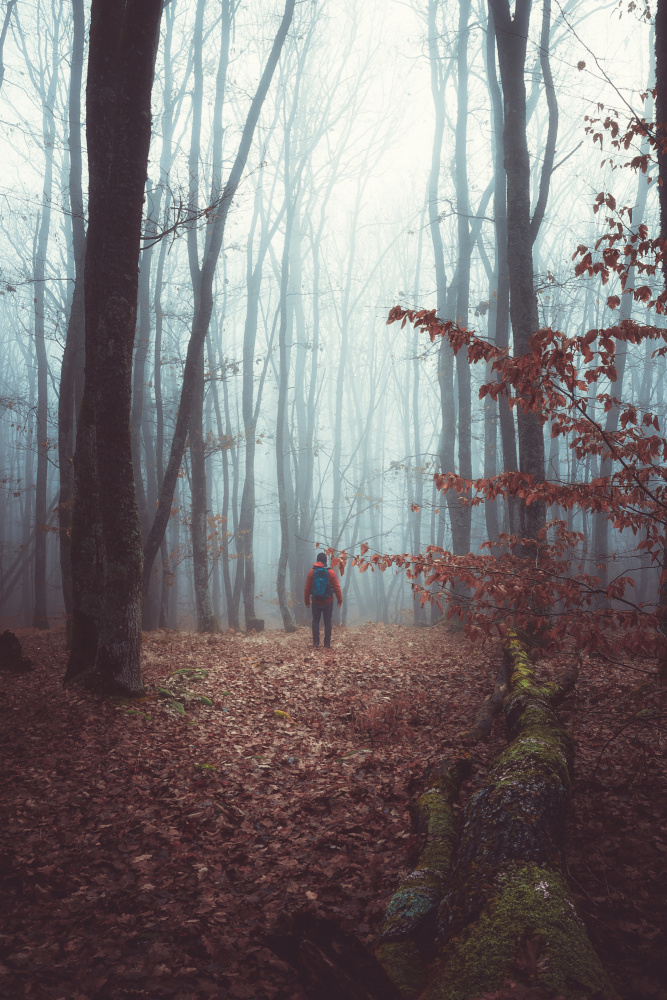 A foggy autumn morning walk through the woods forest à Toma Georgian Mihai
