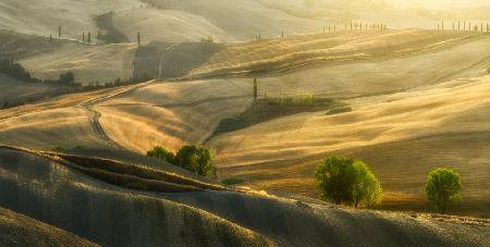 Summer fields