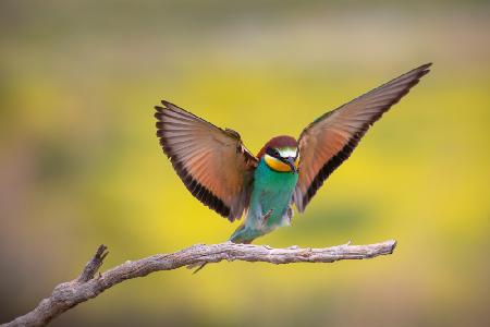 Mr. Bee-eater