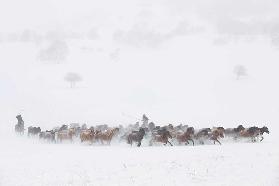 Winter Pastures