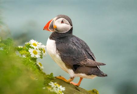 Atlantic Puffin