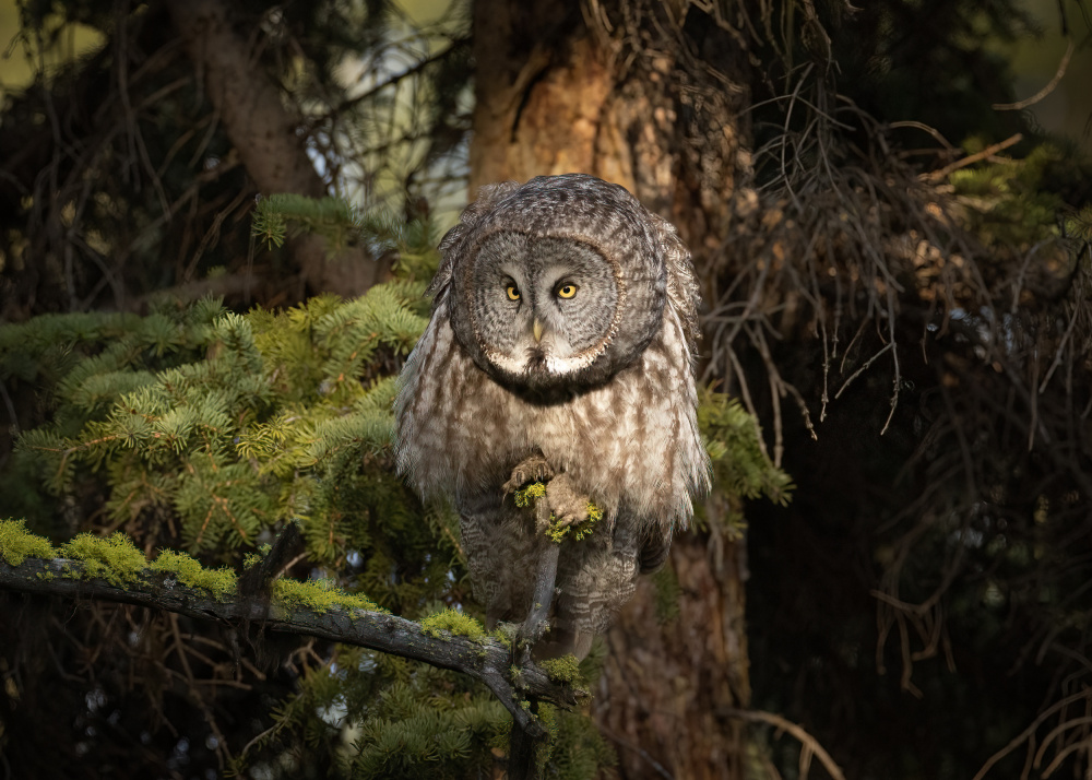 Great Grey Owl à TonyXu