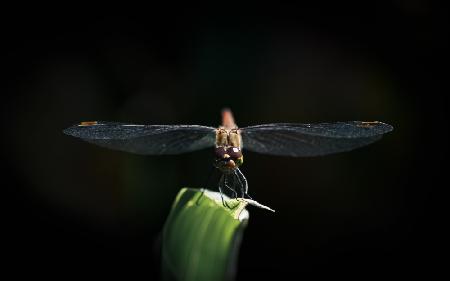 Staring Dragonfly