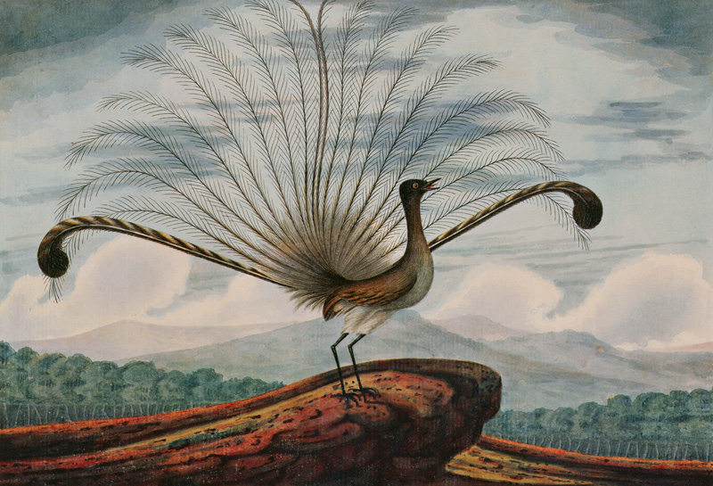 Lyrebird: mamura superba à T.R. Browne