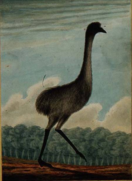 The Emue (sic) à T.R. Browne