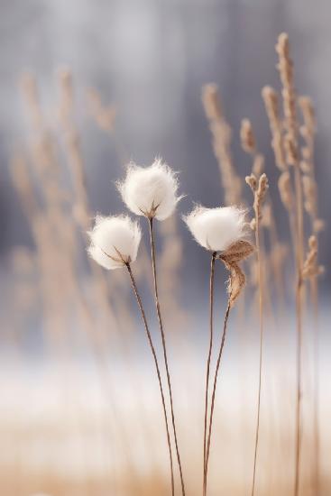 Cotton Flowers