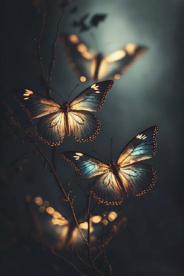 Glowing Butterflies