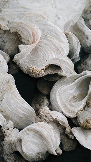 Sea Shells Detail No 2