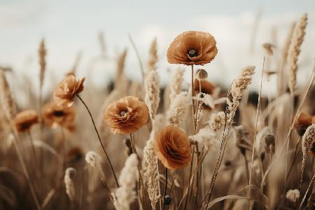 Orange Poppy Field