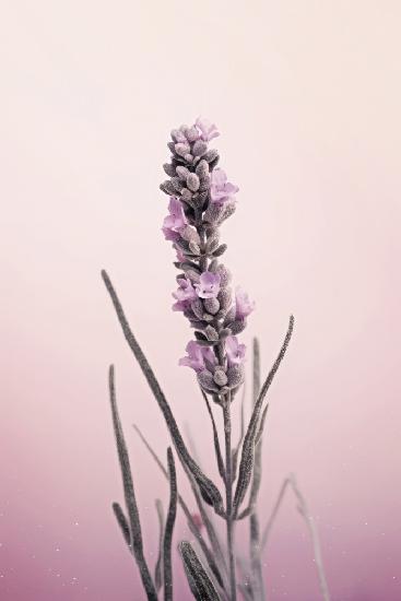 Pastel Lavender