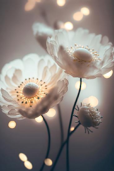 White Flowers And Bokeh