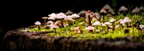 Fungus Town