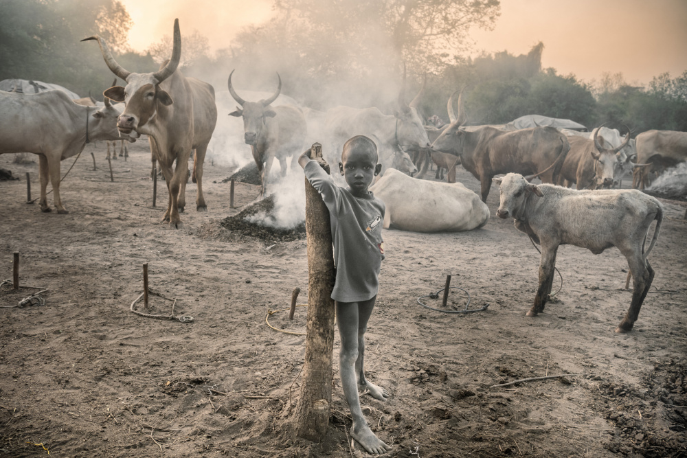 Young Mundari with his cattle à Trevor Cole