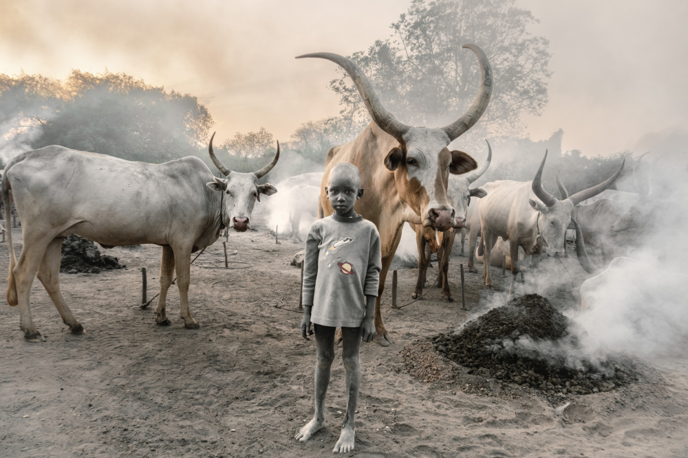 A young herder and his cows à Trevor Cole