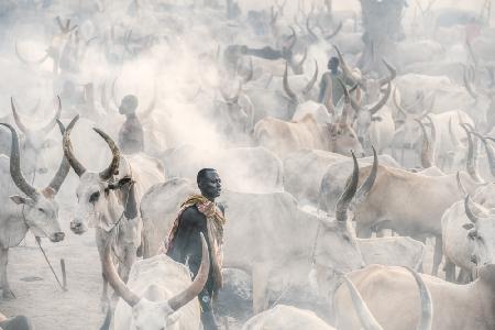 Herder in the haze
