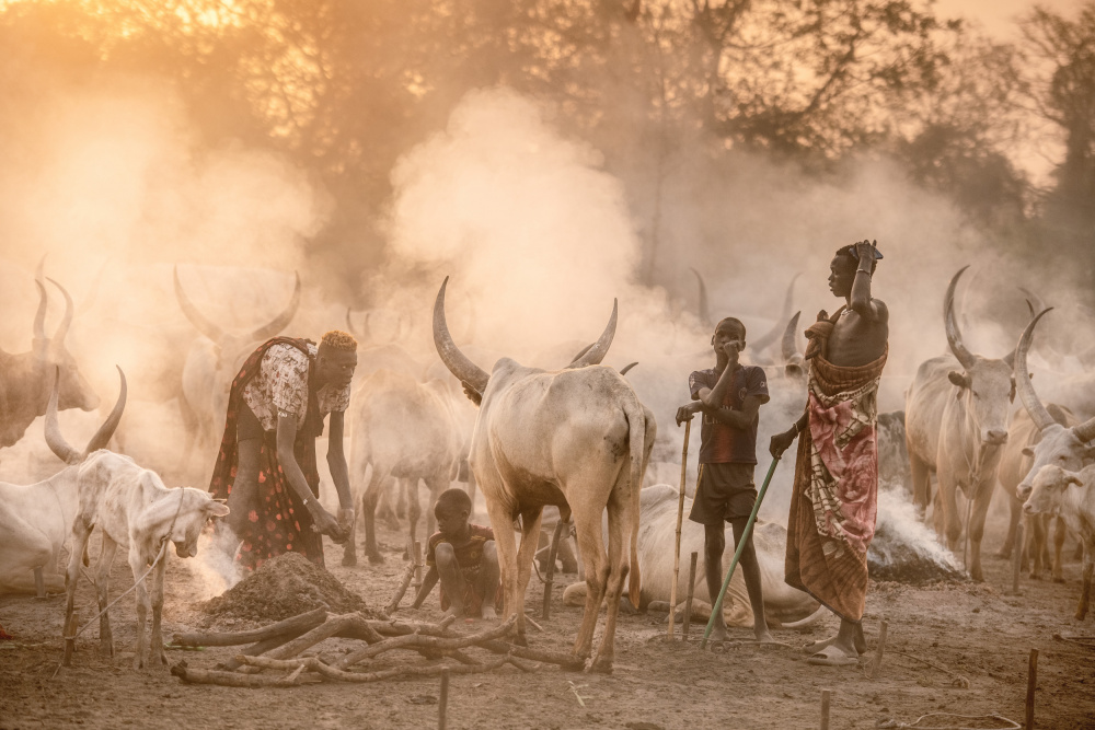 Life in a cattle camp à Trevor Cole